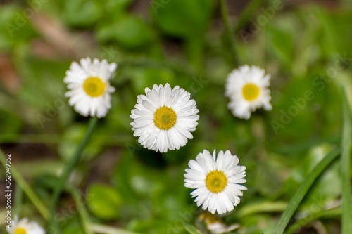 Background with daisies in the foreground