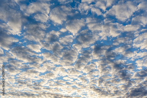 happy sky background with small cumulus clouds in golden evening light