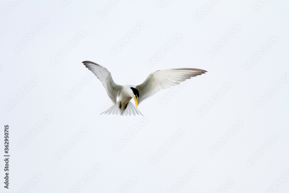 Fototapeta premium Fisherman bird in the Pantanal