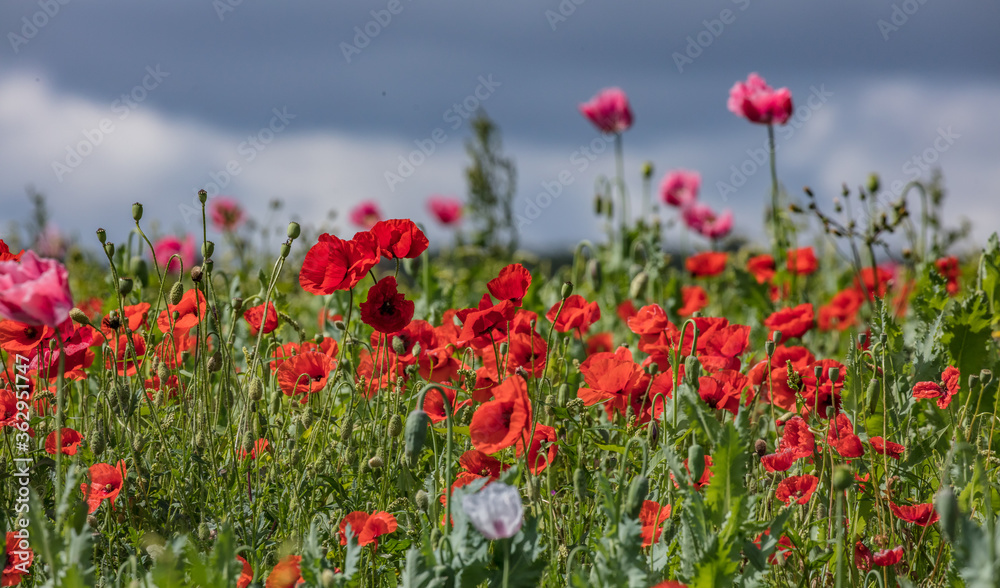 Obraz premium mohn