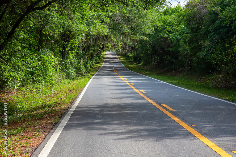 Obraz premium Canopy Roads in Tallahassee, Florida