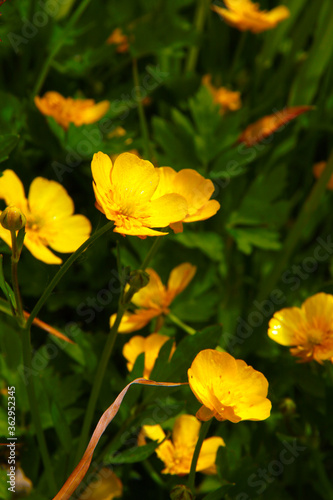 meadow yellow flowers - potentilla pyrenaica