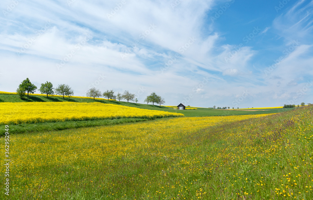 Fototapeta premium Idyllische ländliche Szene mit großer Blumenwiese, Feldern und kleiner Hütte in hügeliger Landschaft im Frühling
