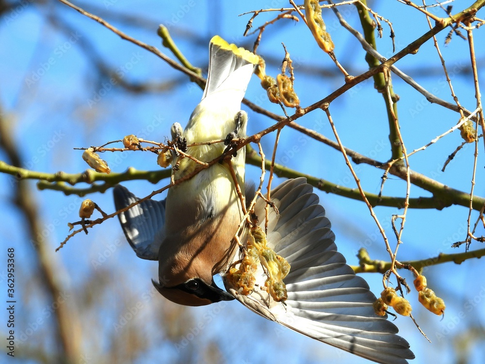 Cedar Waxwing Bird Hanging Upside Down With Wings Spread, Eating Seed