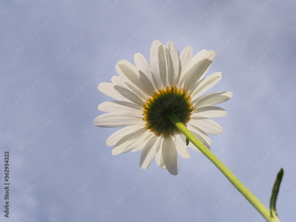 White Daisy petals against the sky. The photo was taken from below. White Daisy petals against the sky. The photo was taken from below.