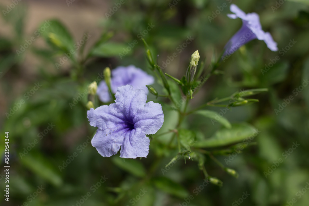 Purple flower or Ruellia tuberosa blooming in the garden Purple flower or Ruellia tuberosa blooming in the garden