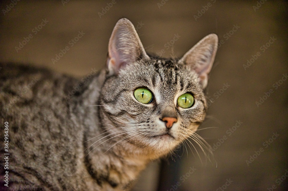 Portrait of a cat of the breed European Shorthair