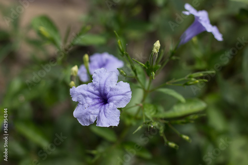 Purple flower or Ruellia tuberosa  blooming in the garden