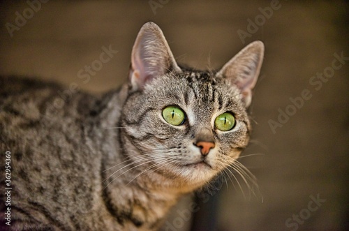 Portrait of a cat of the breed European Shorthair © Marcus Beckert