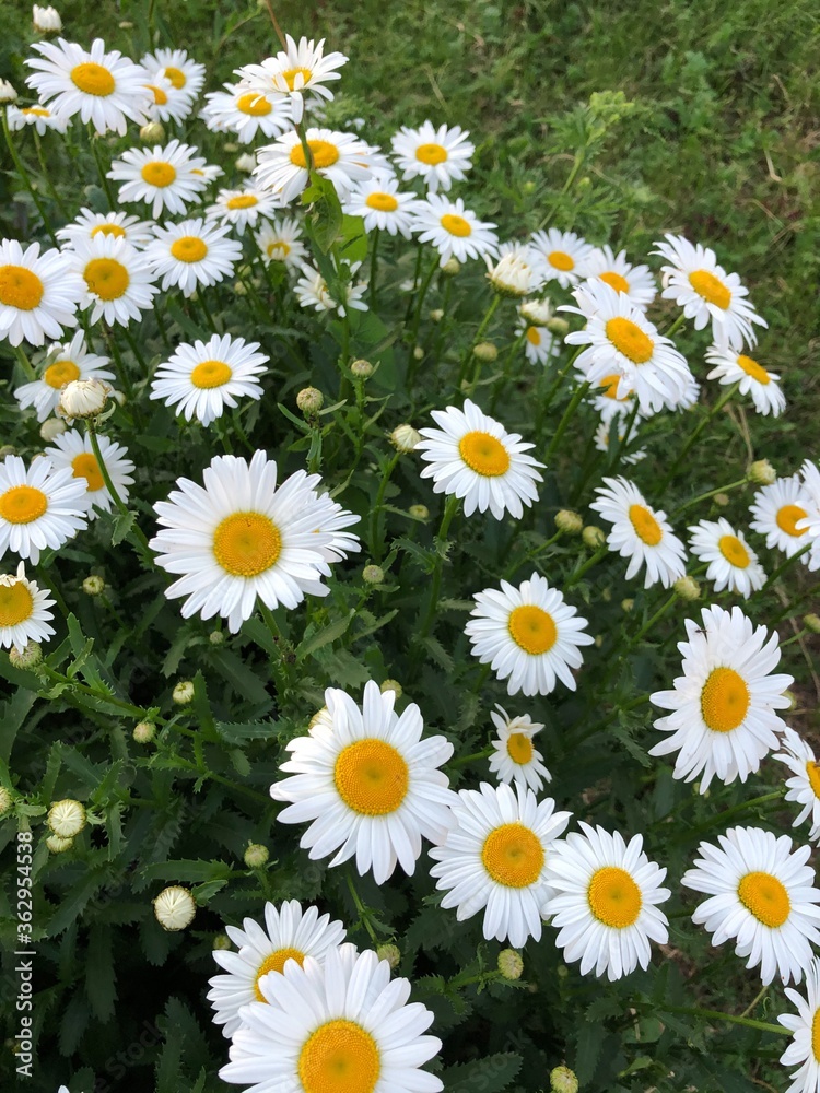 Beautiful view white daisies in the field Beautiful view white daisies in the field