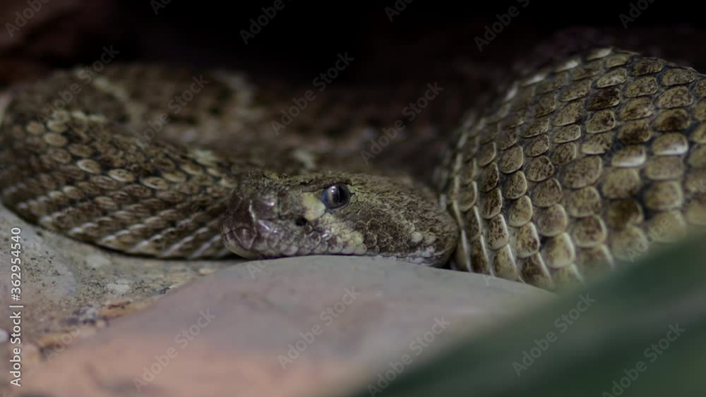 Dangerous rattlesnake on the sand from Arizona. Close up portrait Dangerous rattlesnake on the sand from Arizona. Close up portrait