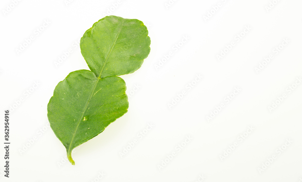 Kaffir lime leaves Kaffir lime leaves