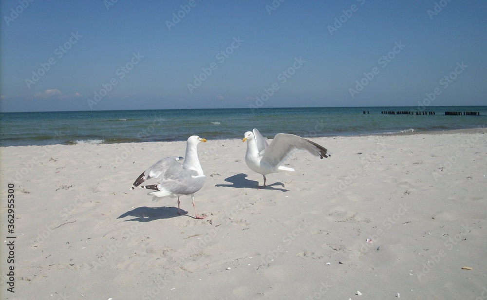 Möwen am Strand Möwen am Strand
