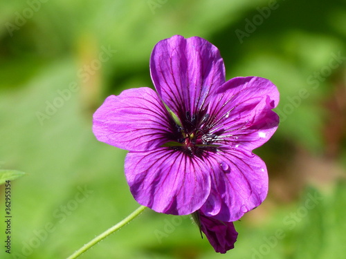 Geranium psilostemon ‘Ivan’ Geraniaceae family. Hanover, Germany photo