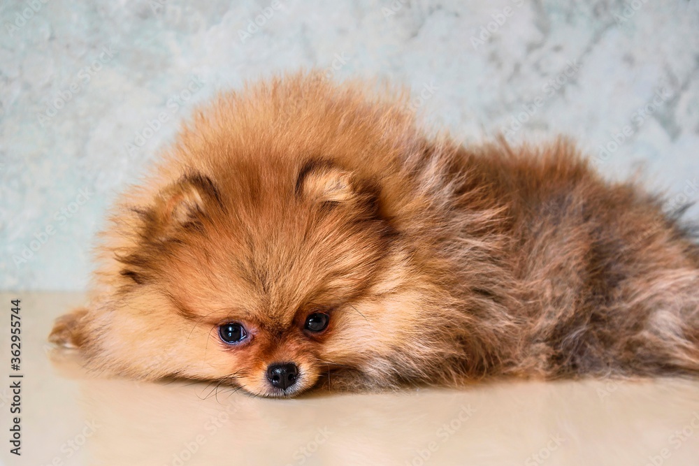 A look of the eyes of a little puppy of a Pomeranian spitz-dog at the age of three months lying on the table. A look of the eyes of a little puppy of a Pomeranian spitz-dog at the age of three months lying on the table.