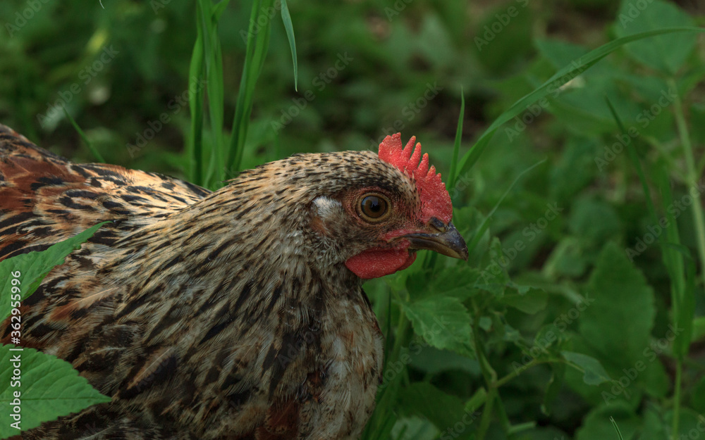 Wild farm variegated chicken bird in grass Wild farm variegated chicken bird in grass
