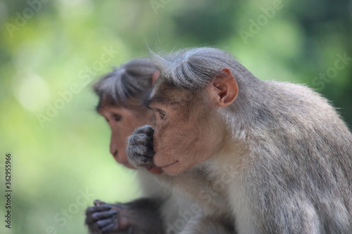 Bonnet macaques photo