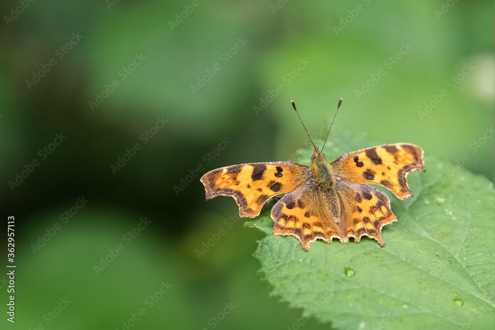 Close up of Comma butterfly  on green leaf with water droplets