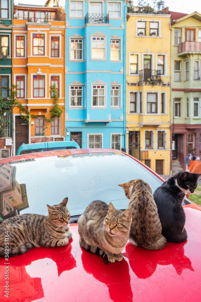 Fototapeta premium Stray cats with colorful Houses at background in old city Balat, Istanbul, Turkey