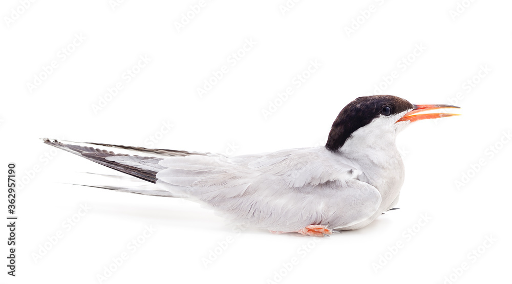 Obraz premium One beautiful seagull.