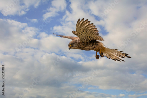 Close up of Kestrel - bird of prey - hovering in the sky  hunting for prey