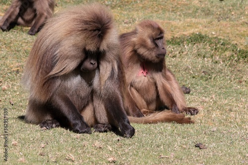 Gelada Baboon /Theropithecus Gelada/.  Simien Mountains National Park. Geladas are great primates living in Ethiopia only. Africa.