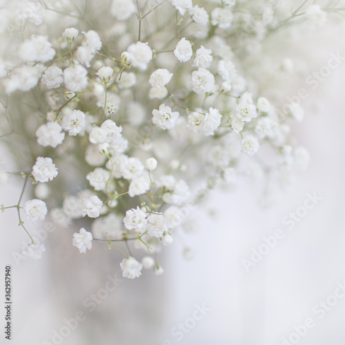 Baby's Breath Simple White Flower 