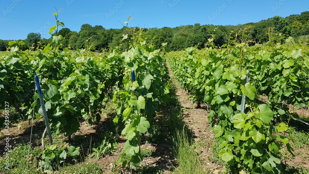 Champagne Vineyards Nature Landscape Countryside