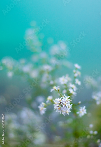 Wild Daisy White Flower With Teal Colors