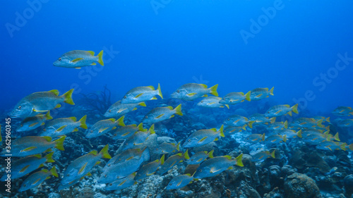Fototapeta Naklejka Na Ścianę i Meble -  School of Schoolmaster Snapper in turquoise water of coral reef in Caribbean Sea / Curacao