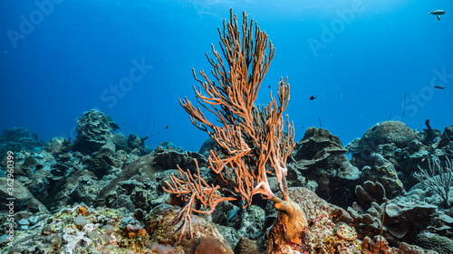 Seascape in turquoise water of coral reef in Caribbean Sea / Curacao with fish coral and sponge