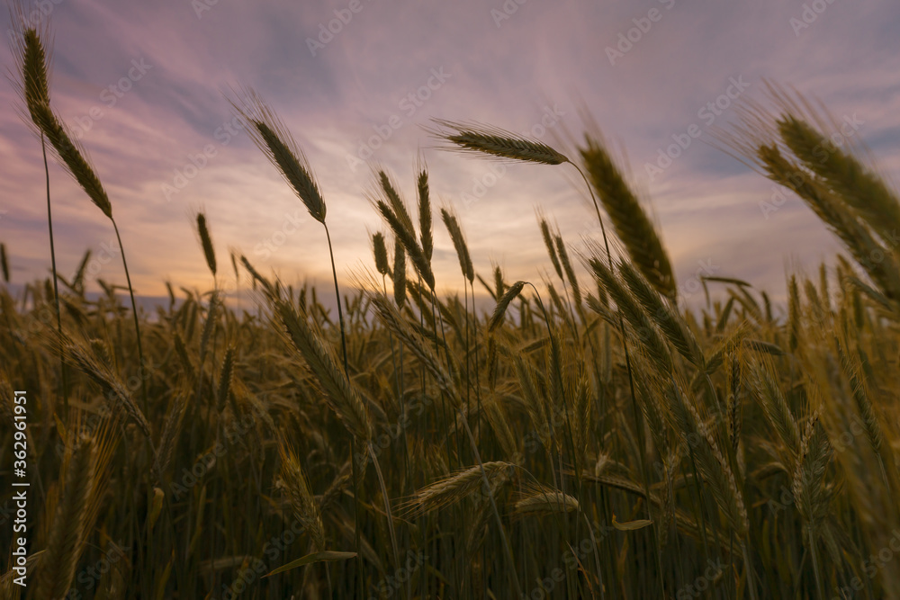 Ripening rye ears silhouettes on field in front of sunset sky. June background. Ripening rye ears silhouettes on field in front of sunset sky. June background.