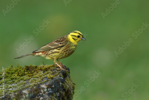 Yellowhammer male with the last lights of the evening © Jesus