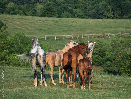Horses family grazing on pasture with green grass © lilkin