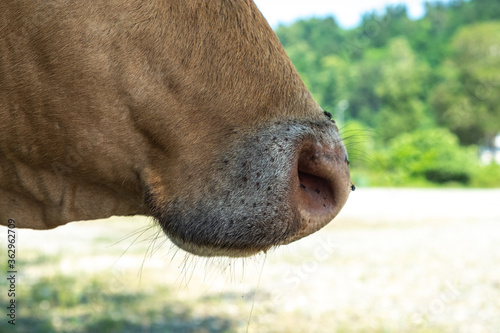 Portrait of a cow in the pasture. Animal head close up. Flies sit on their faces and bite a cow. Ears tag on rabies vaccinations.