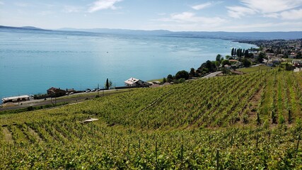 Crédence de cuisine  Lavaux Lake and Vineyard countryside  © Guilherme