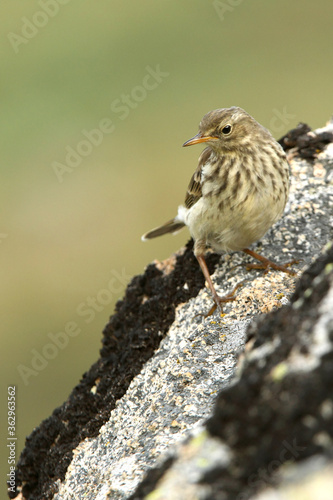 Water pipit with the first light of day