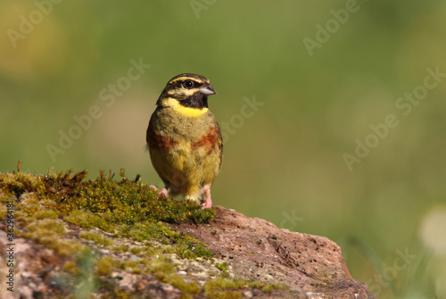 Cirl bunting male with the first light of day, Emberiza cirlus