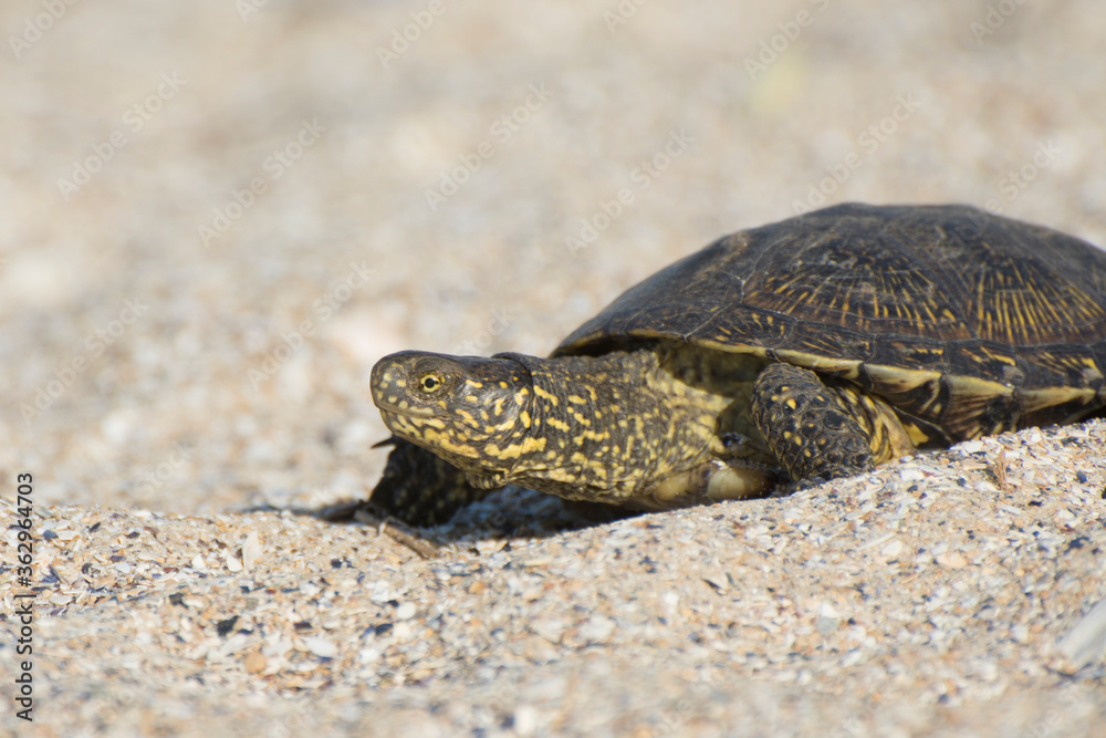 Naklejka premium A tortoise crawls on the sand in the desert.