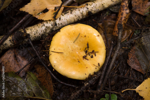 Сыроежка, Russule.