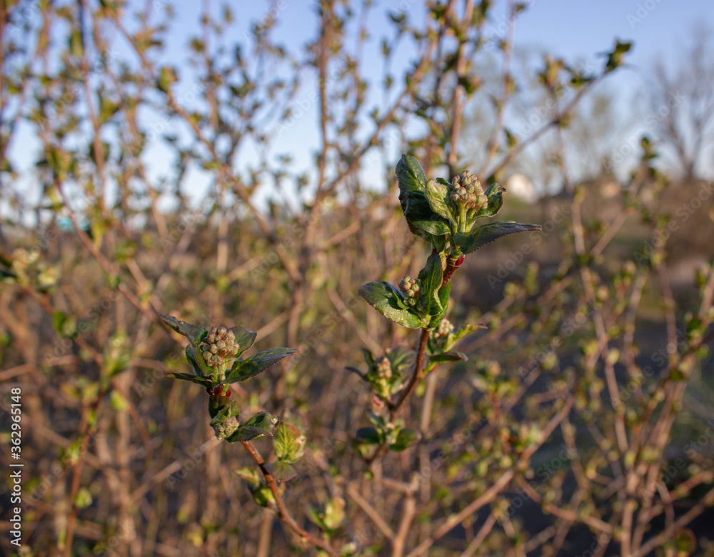 Fototapeta premium Apple branches in early spring. Budding flowering branches of apple trees