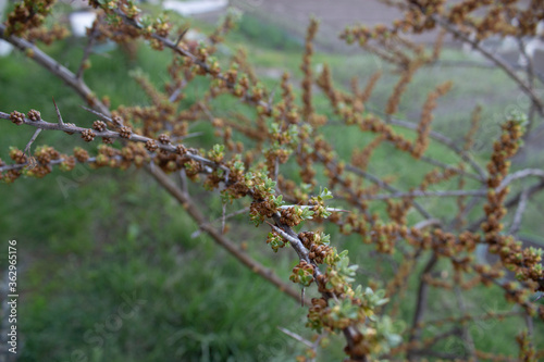 Thorny branches of sea buckthorn in early spring. Beginning flowering branches of sea buckthorn tree. © OleJohny