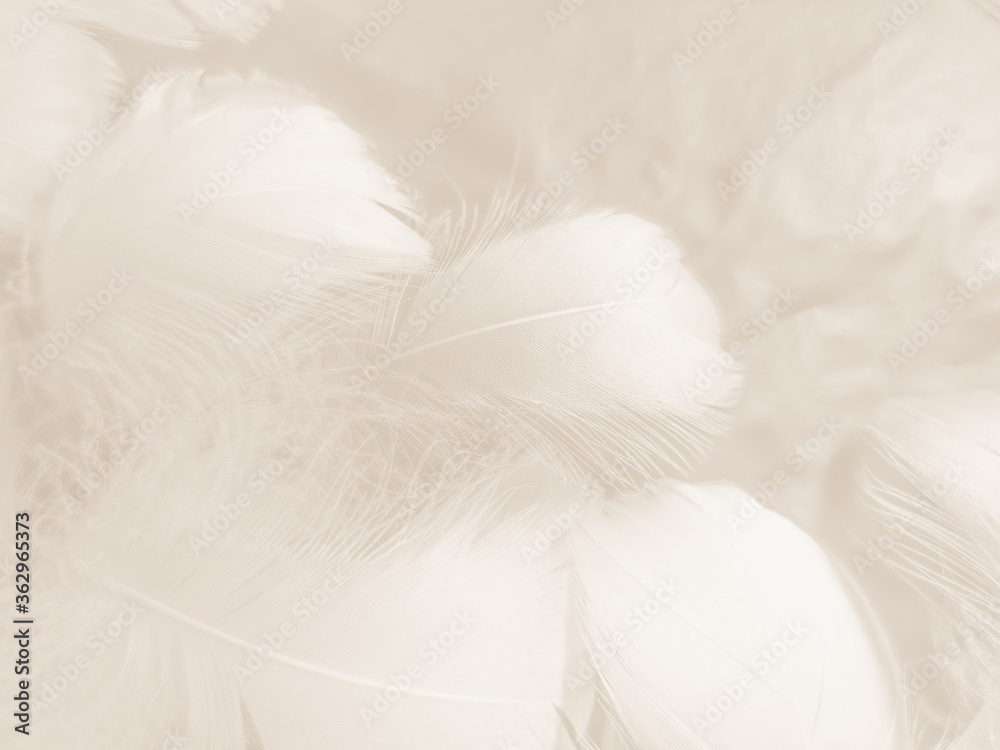 Beautiful abstract gray and white feathers on white background, soft brown feather texture on white pattern background, gray feather background Beautiful abstract gray and white feathers on white background, soft brown feather texture on white pattern background, gray feather background