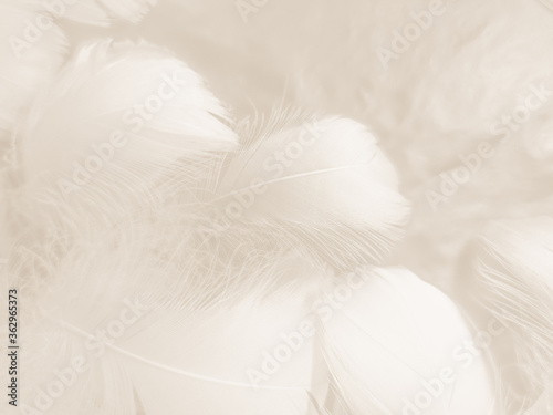 Beautiful abstract gray and white feathers on white background  soft brown feather texture on white pattern background  gray feather background