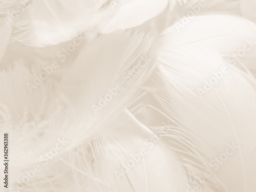 Beautiful abstract gray and white feathers on white background  soft brown feather texture on white pattern background  gray feather background