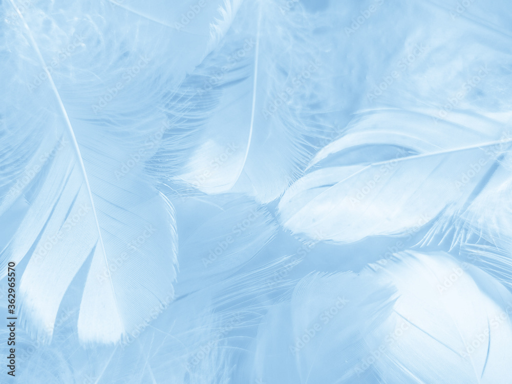 custom made wallpaper toronto digitalBeautiful abstract colorful blue feathers on white background and soft white feather texture on blue pattern and blue background, feather background, blue banners