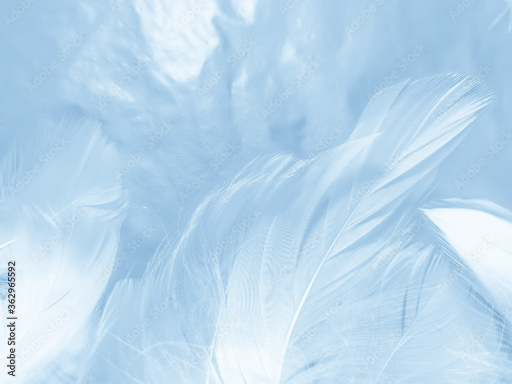 Obraz premium Beautiful abstract colorful blue feathers on white background and soft white feather texture on blue pattern and blue background, feather background, blue banners