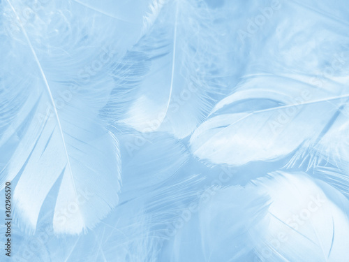 Wallpaper Mural Beautiful abstract colorful blue feathers on white background and soft white feather texture on blue pattern and blue background, feather background, blue banners Torontodigital.ca