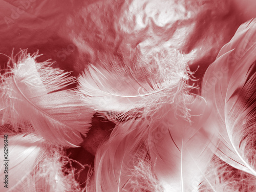 Beautiful abstract white and red feathers on black background and soft white feather texture on red pattern and red background  pink feather background  white banners