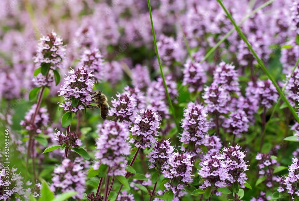 Obraz premium flowering of thyme herb in nature as a background